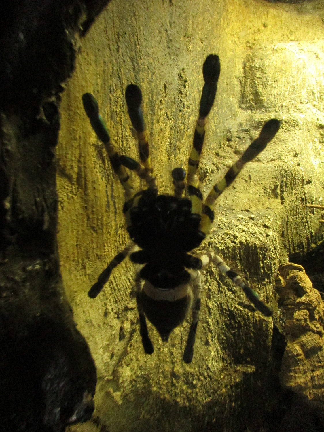 12_Vogelspinne