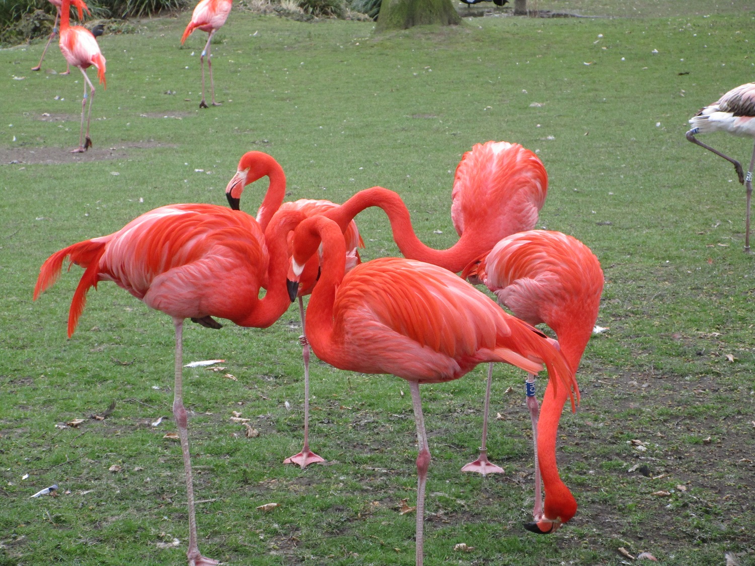 13_Flamingos