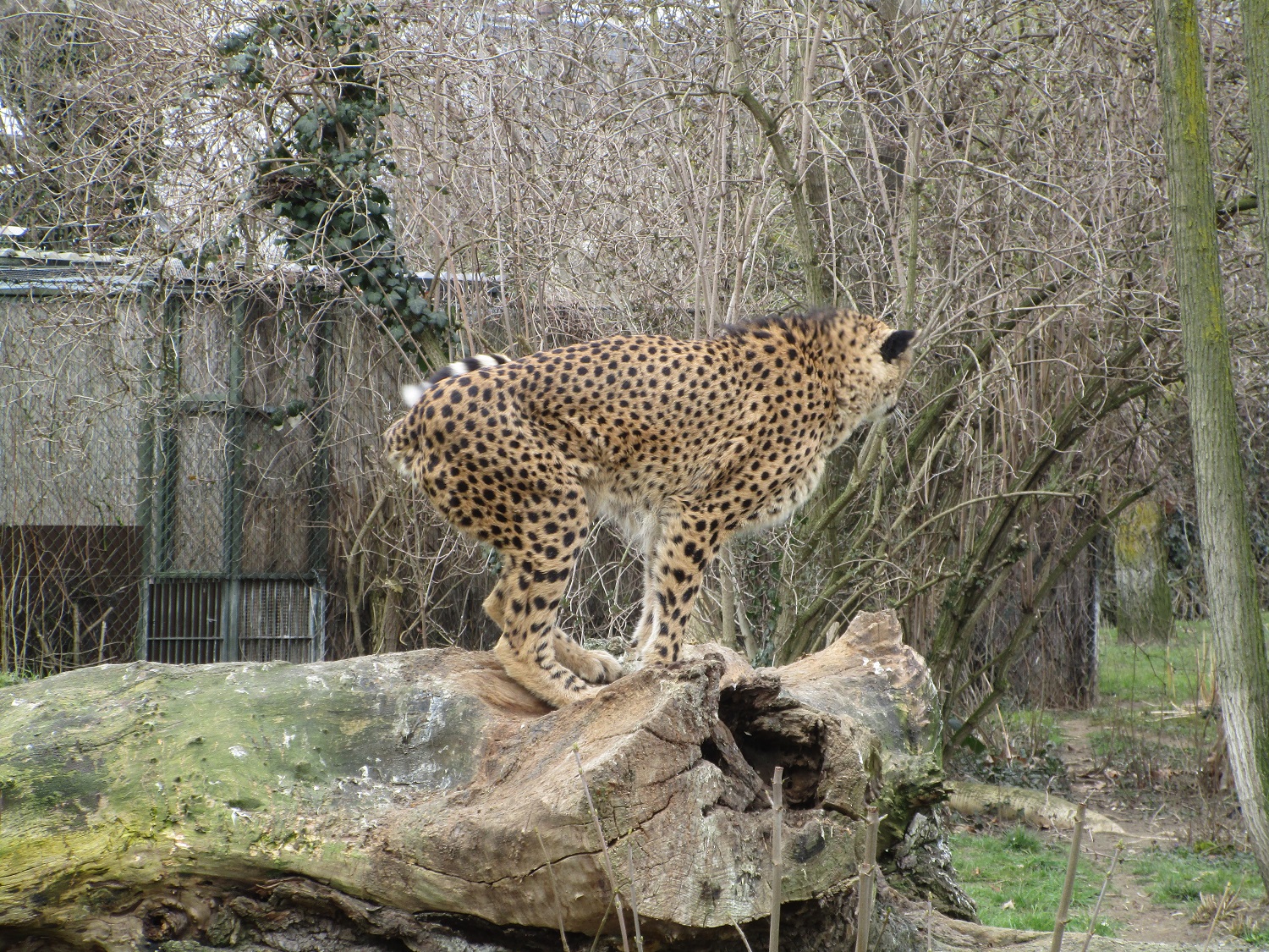 5_Gepard