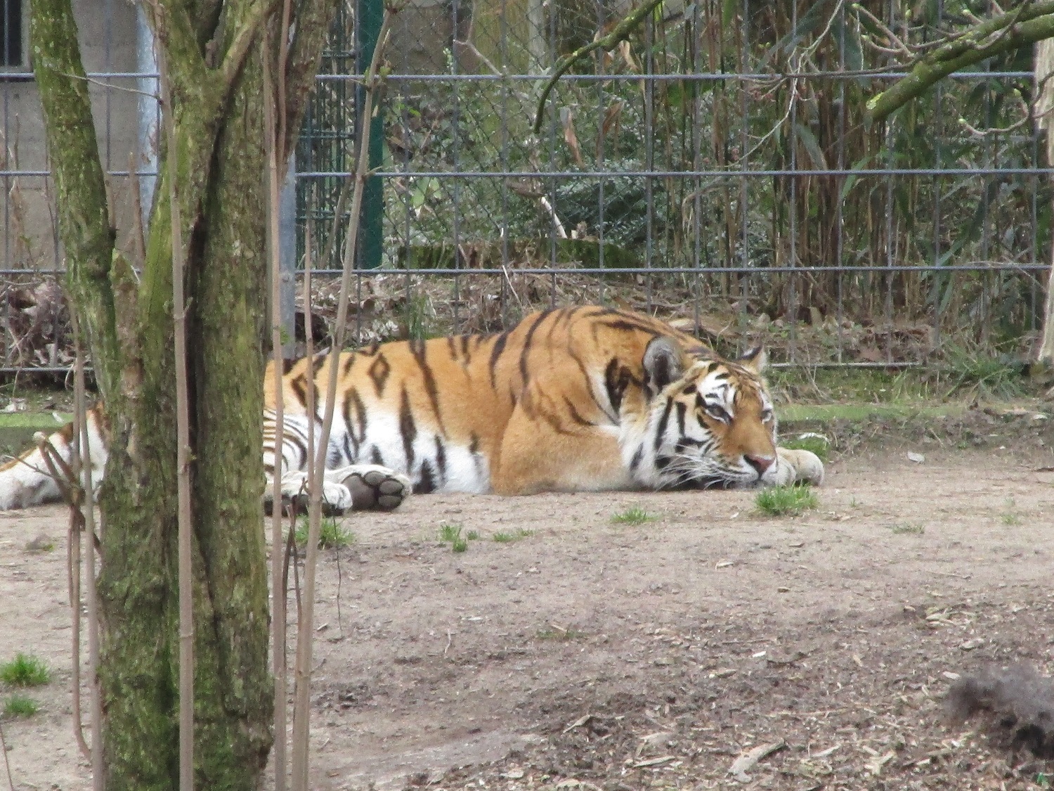 6_Tiger