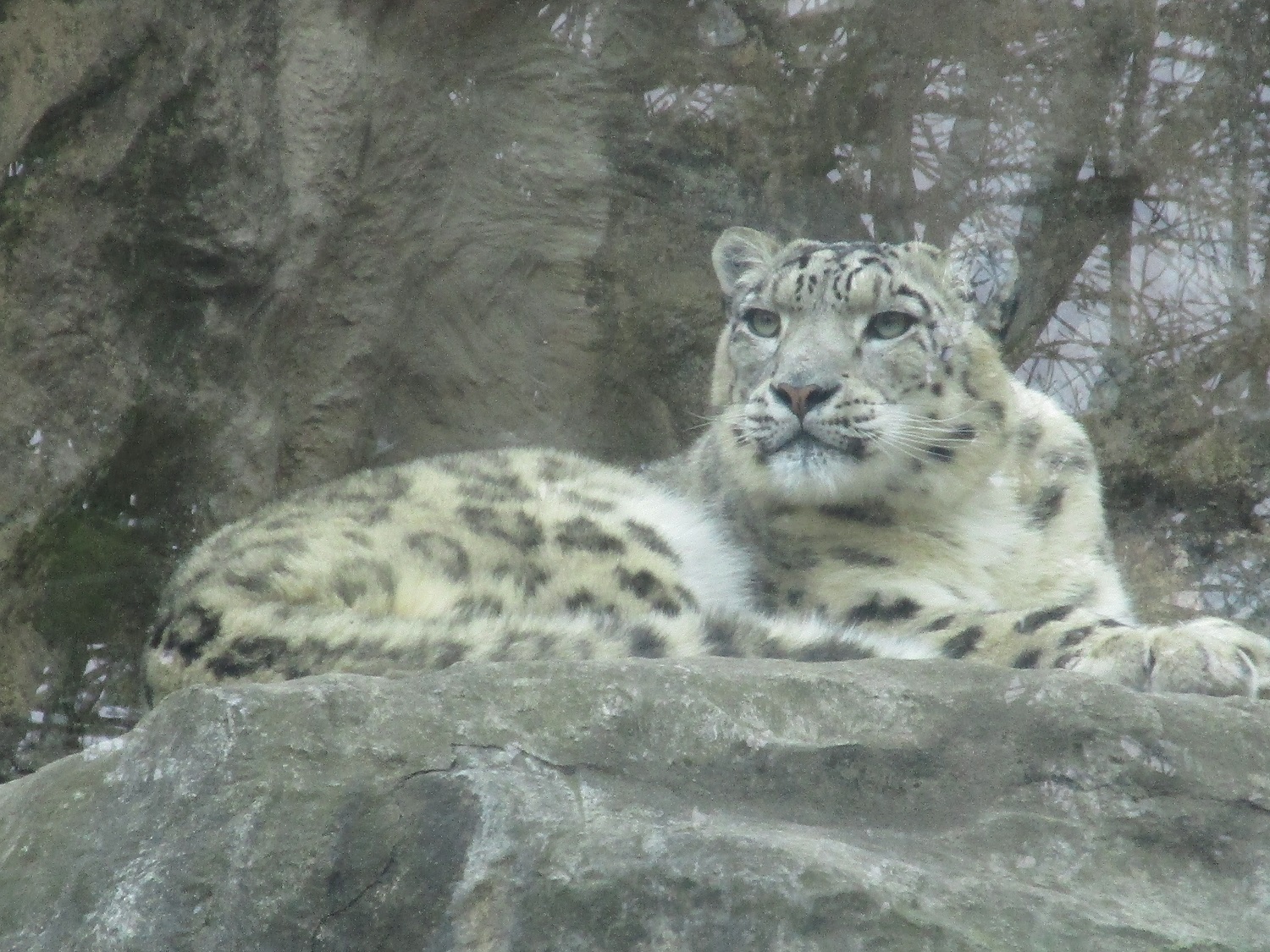 7_Schneeleopard