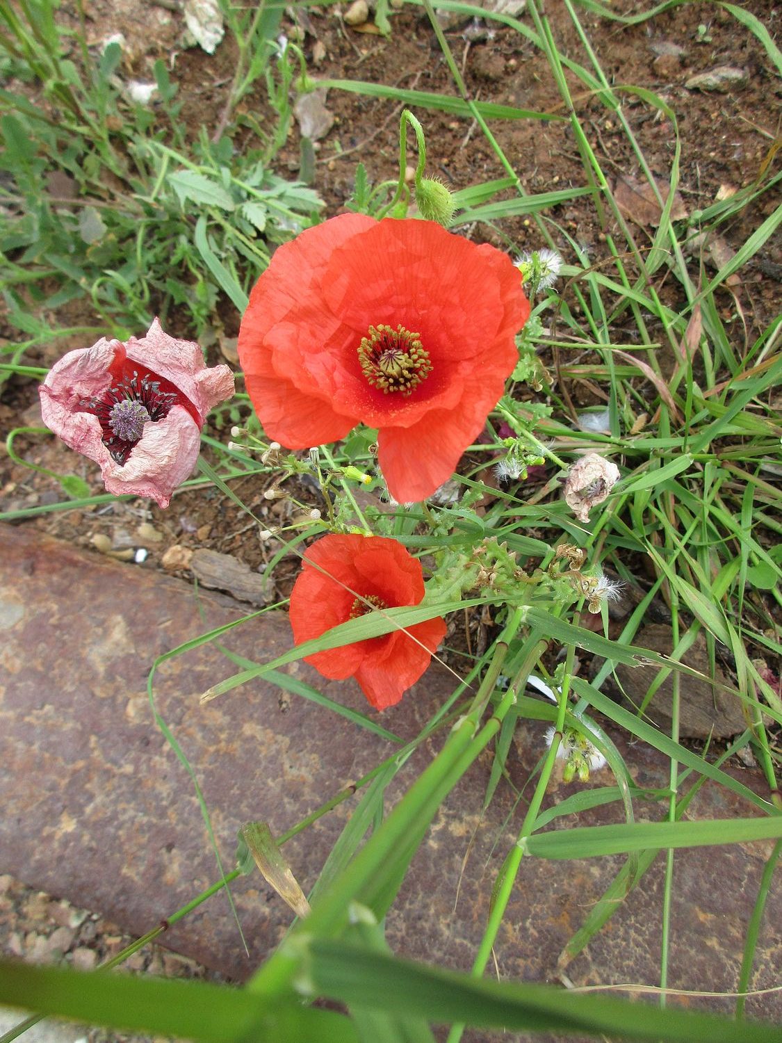 Klatschmohn am Bordsteinrand