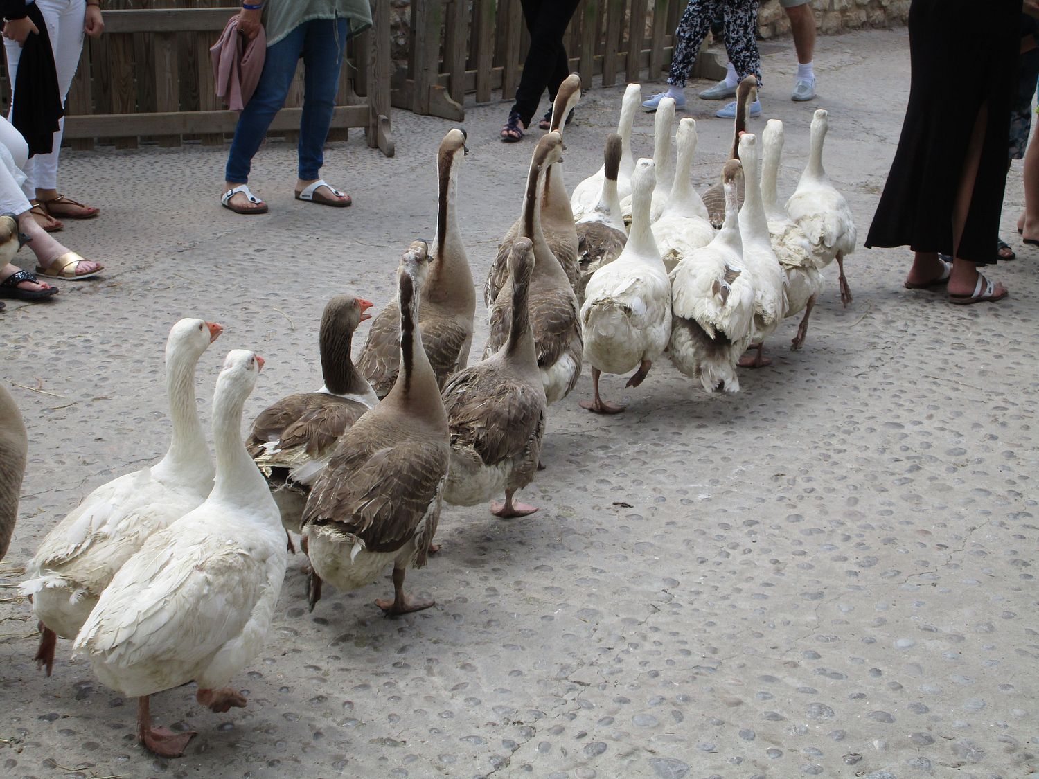 Gänsemarsch...